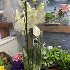 White Phalaenopsis Orchid